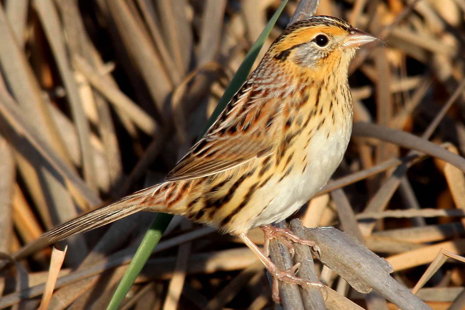 Le Conte's Sparrow