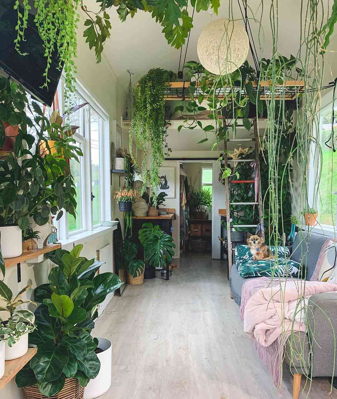 Winziges Haus voller Pflanzen