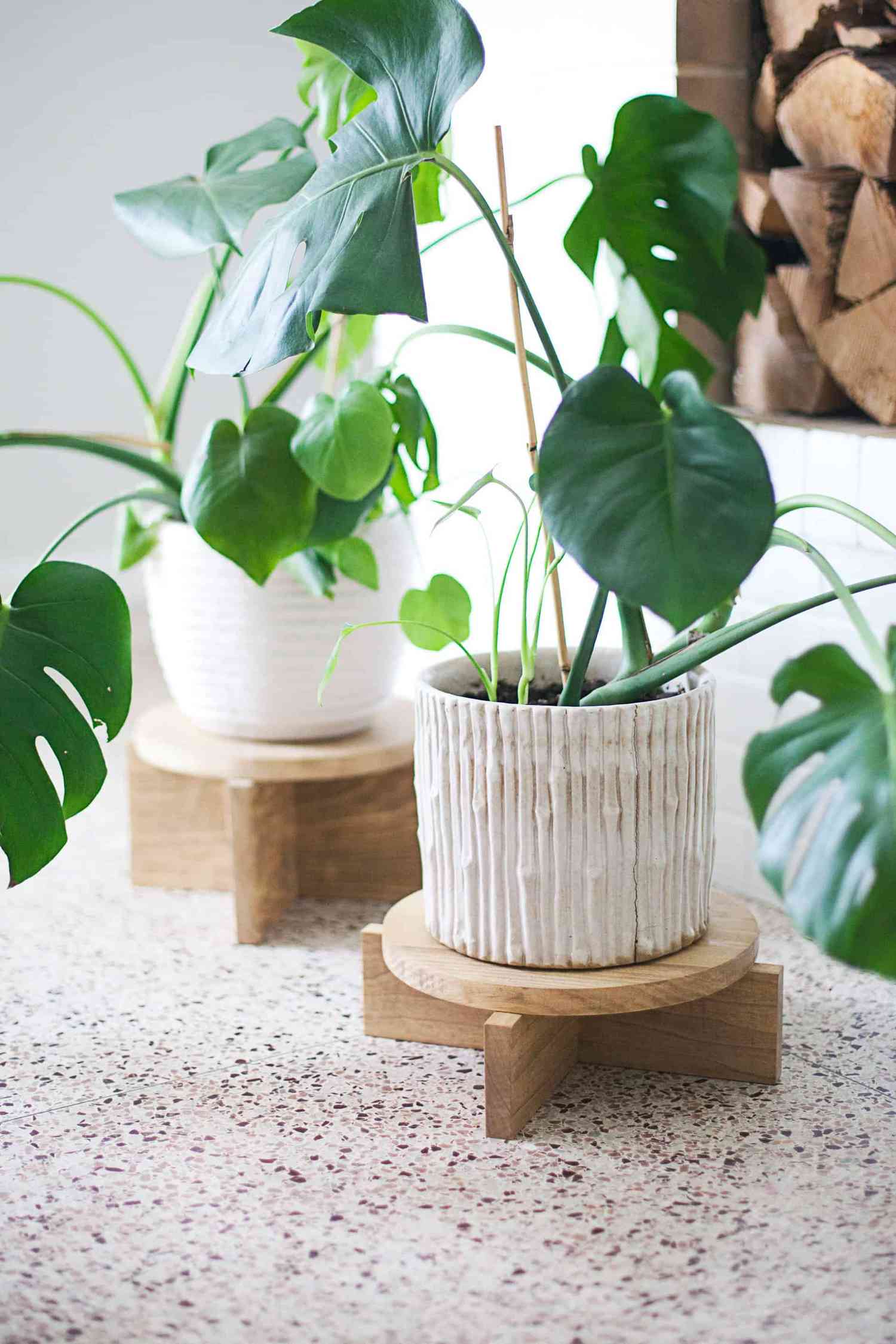 Short wood plant stands holding monsteras.