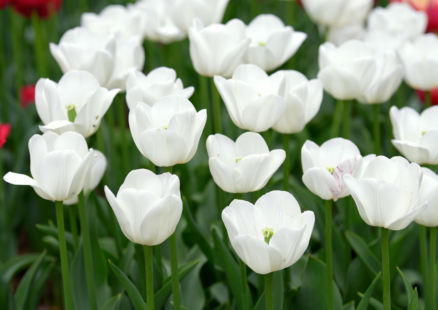Weiße Tulpenblüten im Garten