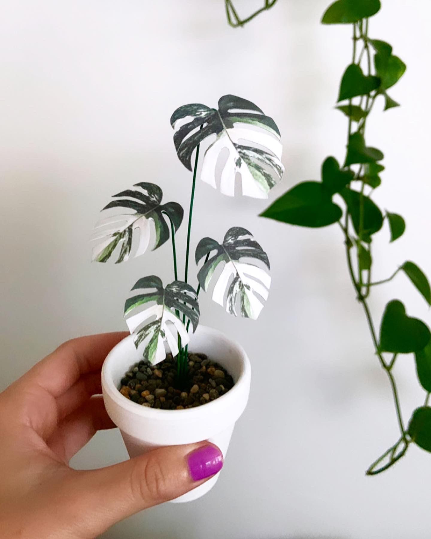 Jennie Lynn's mini monstera paper plant
