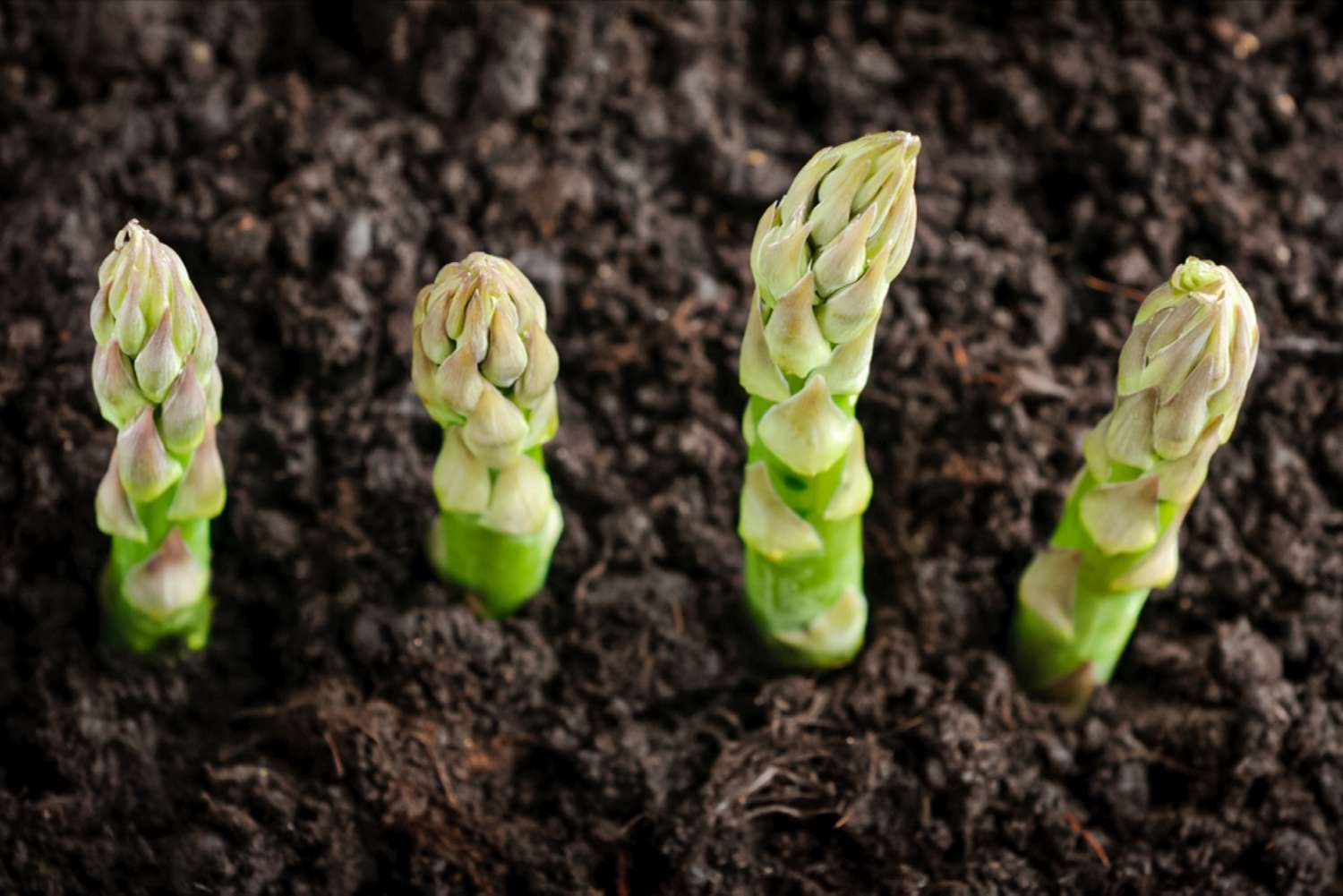 asparagus spears popping out of the soil