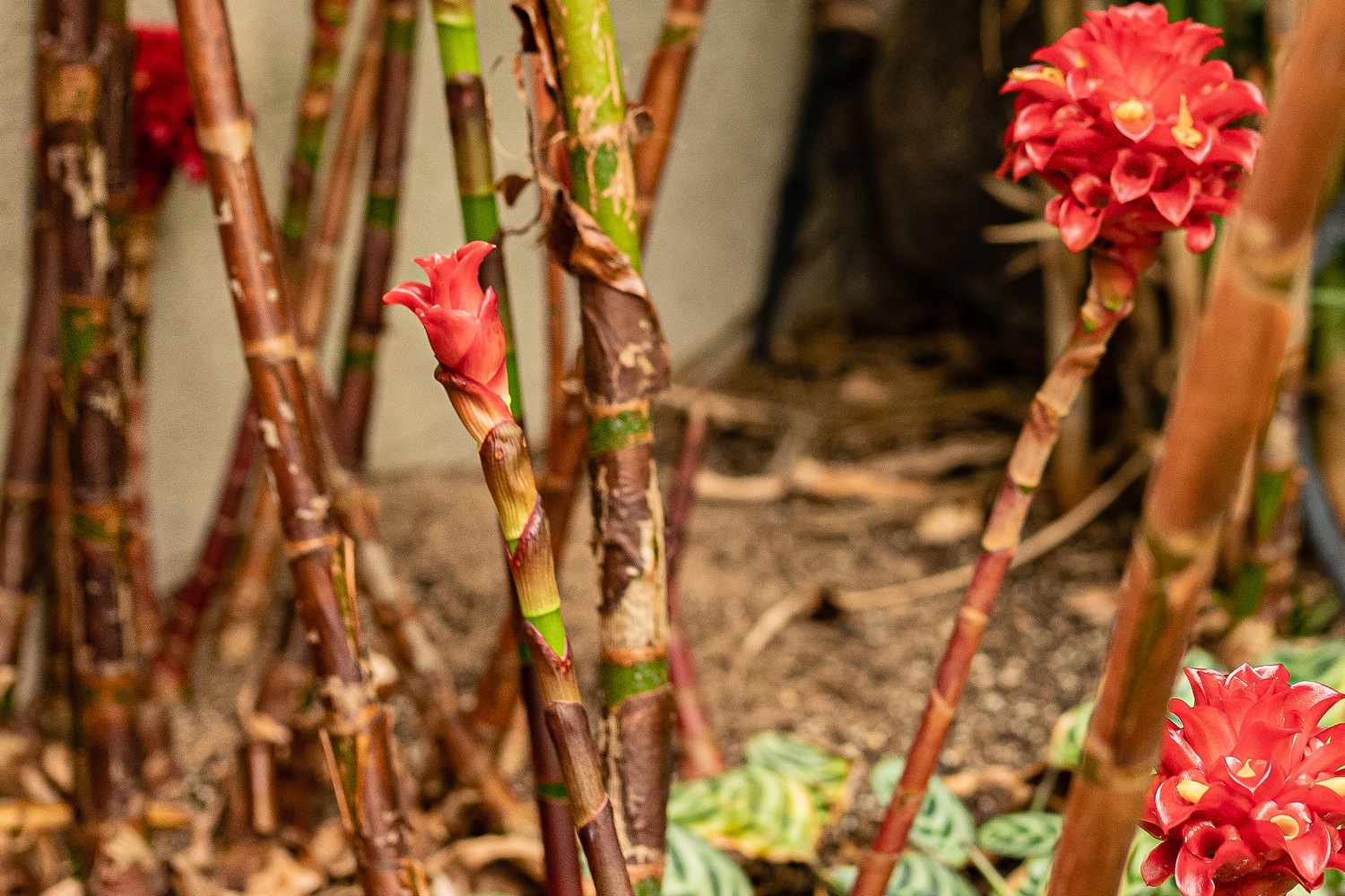 Plante de gingembre ananas avec des tiges ressemblant à des roseaux et des bractées de fleurs rouges cireuses et des bourgeons sur des bourgeons