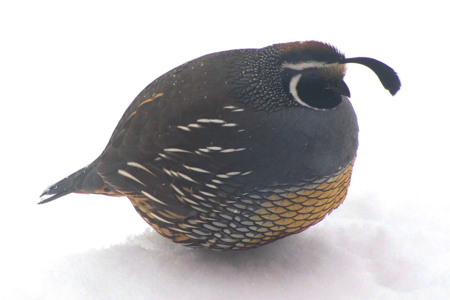 California Quail