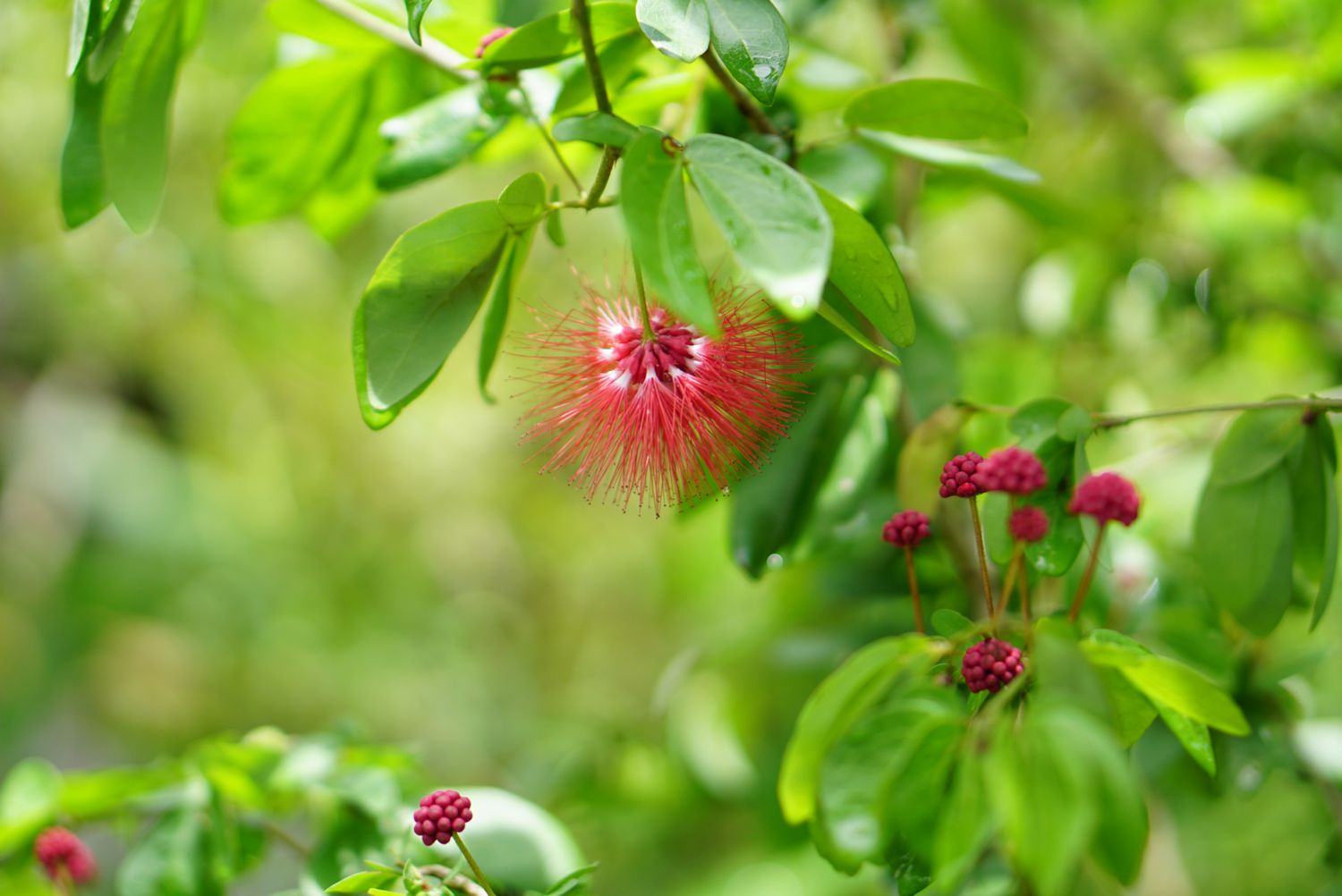 Fairy duster plant red feathery flower ball on end of branch with bright green leaves
