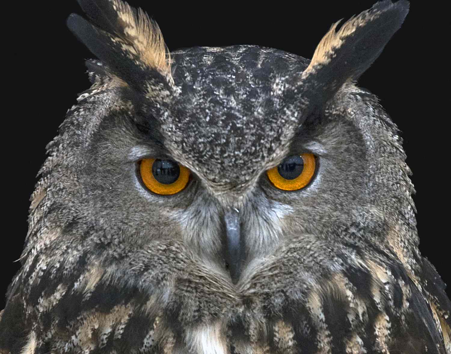 Ear tufts of an owl