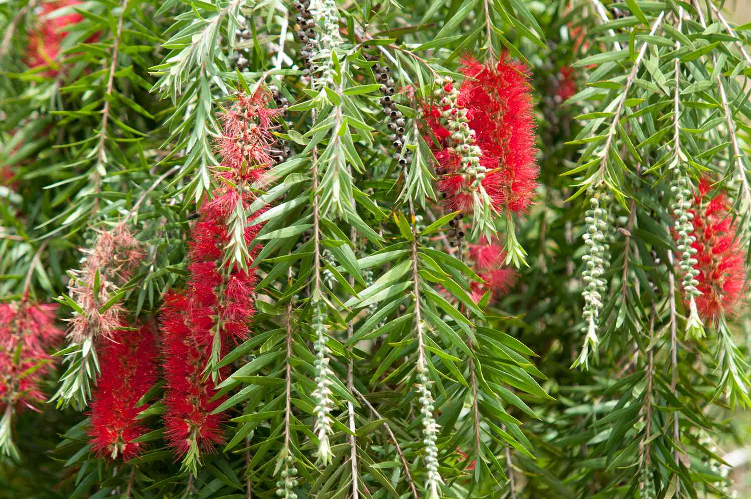 Karminroter Flaschenbusch mit roten flaschenbuschähnlichen Blüten, die von Zweigen mit kurzen, blattähnlichen Blättern hängen