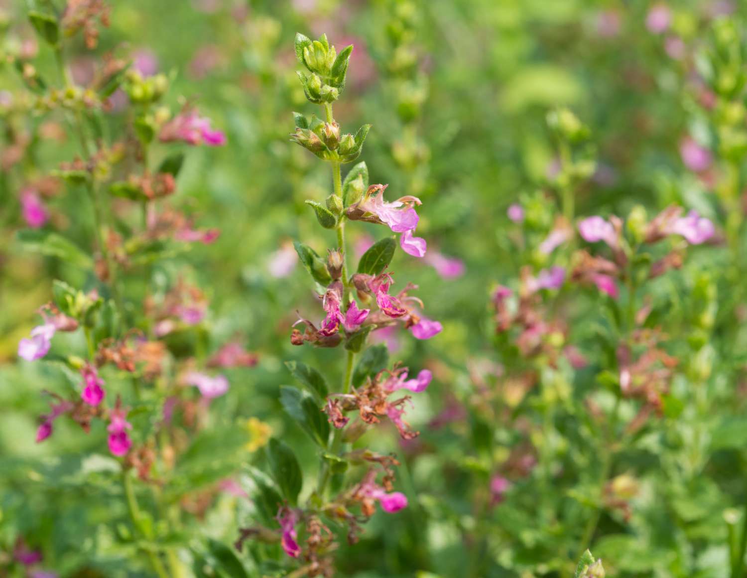 Heilkräuter - Teucrium chamaedrys