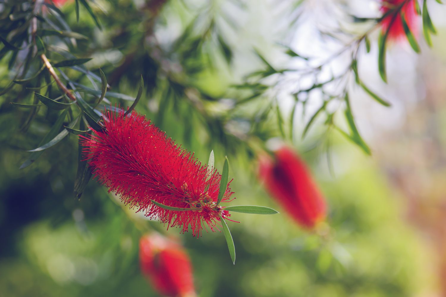 callistemon bottlebrush flower at summer