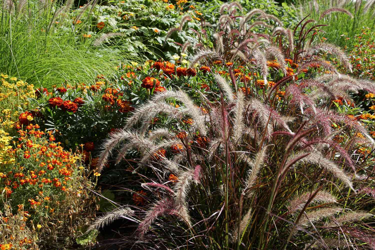 fountain grass