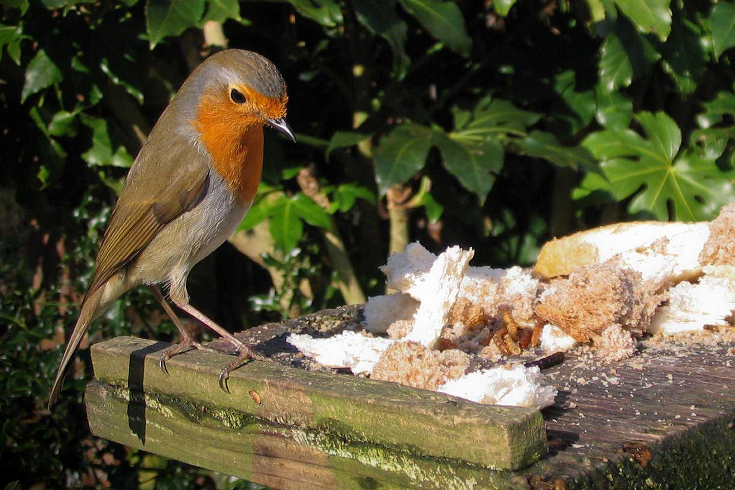 Robin europeu comendo pão