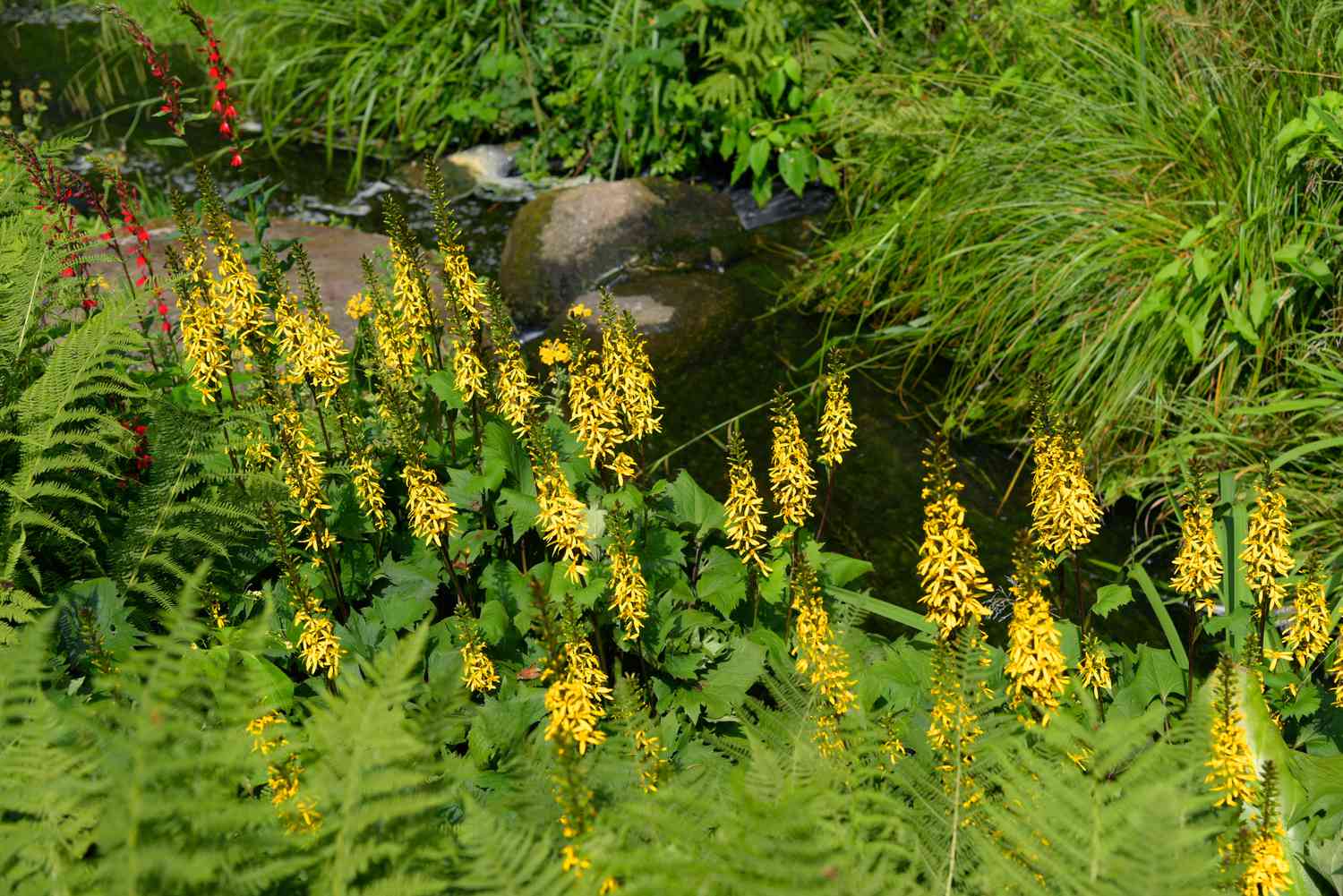 Planta de ligularia con espigas de flores amarillas en jardín de ciénaga