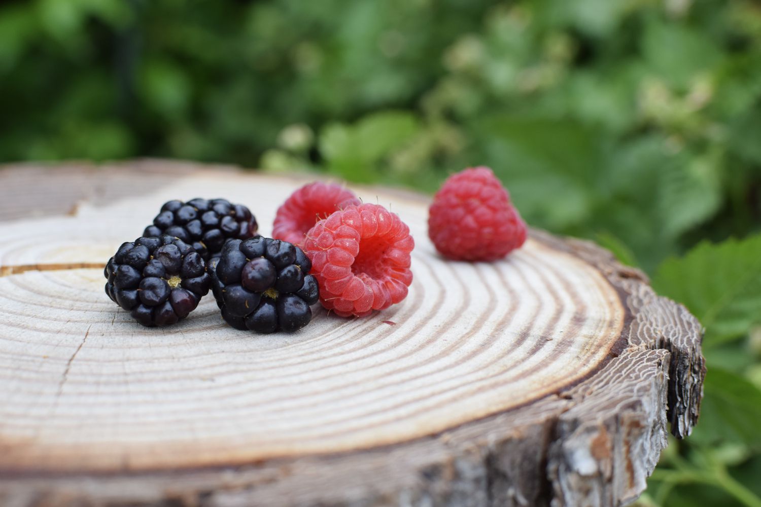 Dunkelviolette und rote Brombeerfrüchte auf geschnittener Baumoberfläche