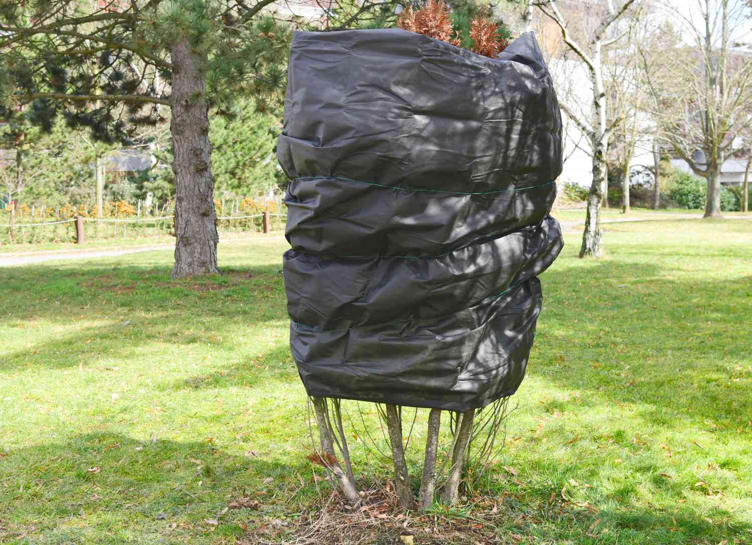 Árbol Arborvitae envuelto en negro y atado para evitar que las hojas se pongan marrones