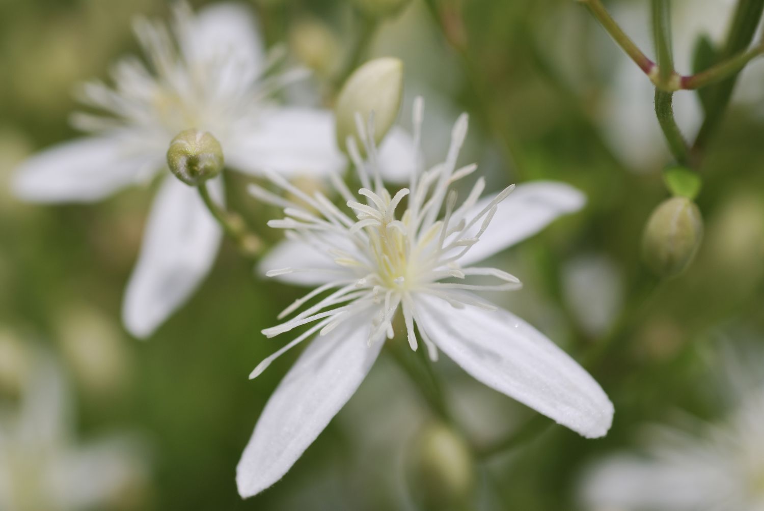 Nahaufnahme der Blüte der Herbst-Clematis (Clematis terniflora).