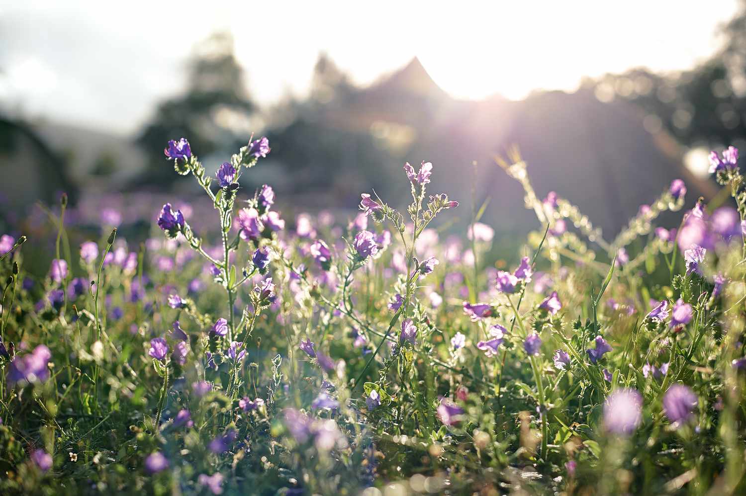 Lila Blumen im Feld