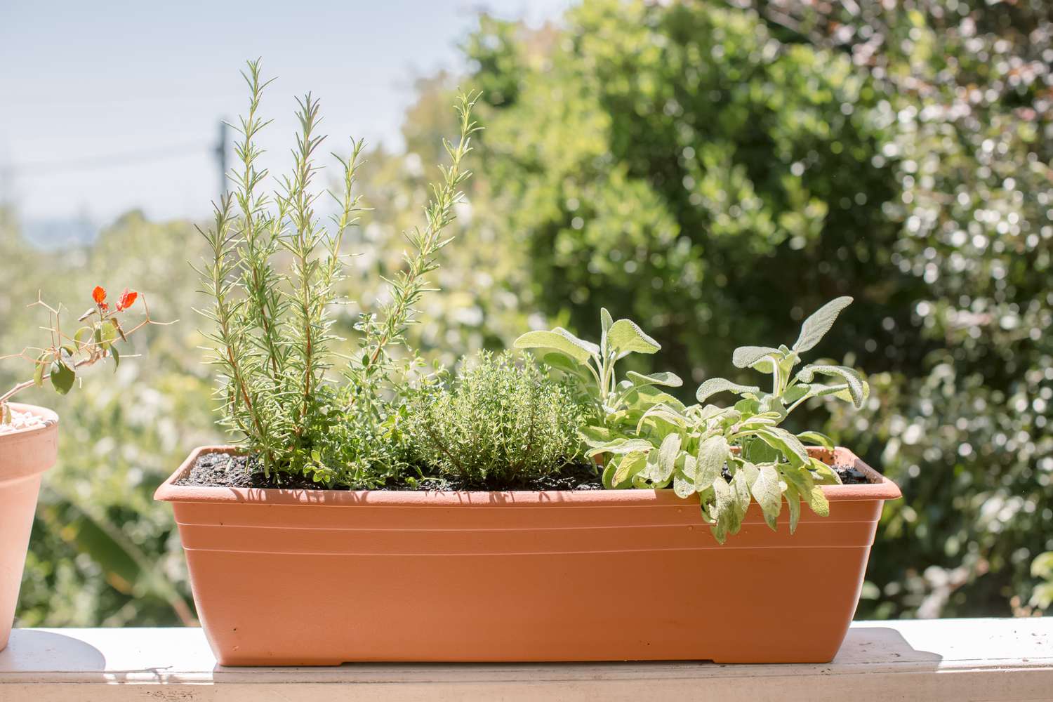 herbs growing in a planter