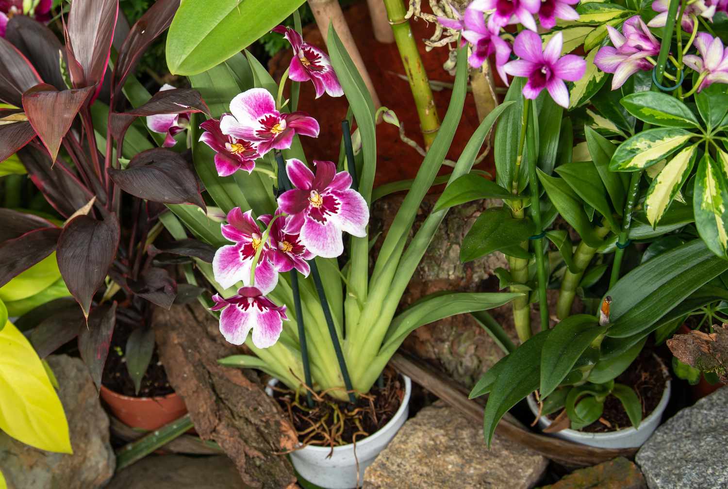 Miltonia-Orchideen in weißen Töpfen mit langen Blättern und rosa und weißen Blüten
