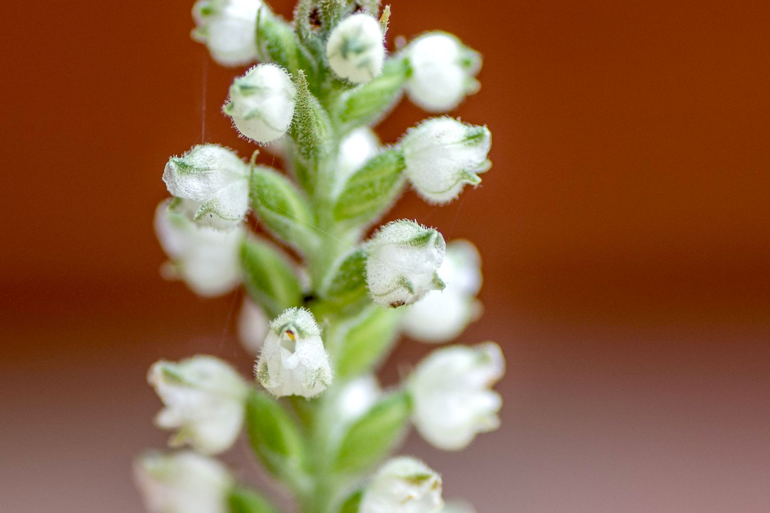 Klapperschlangenwegerich-Blütenstängel mit kleinen weißen Rosettenblüten in Nahaufnahme