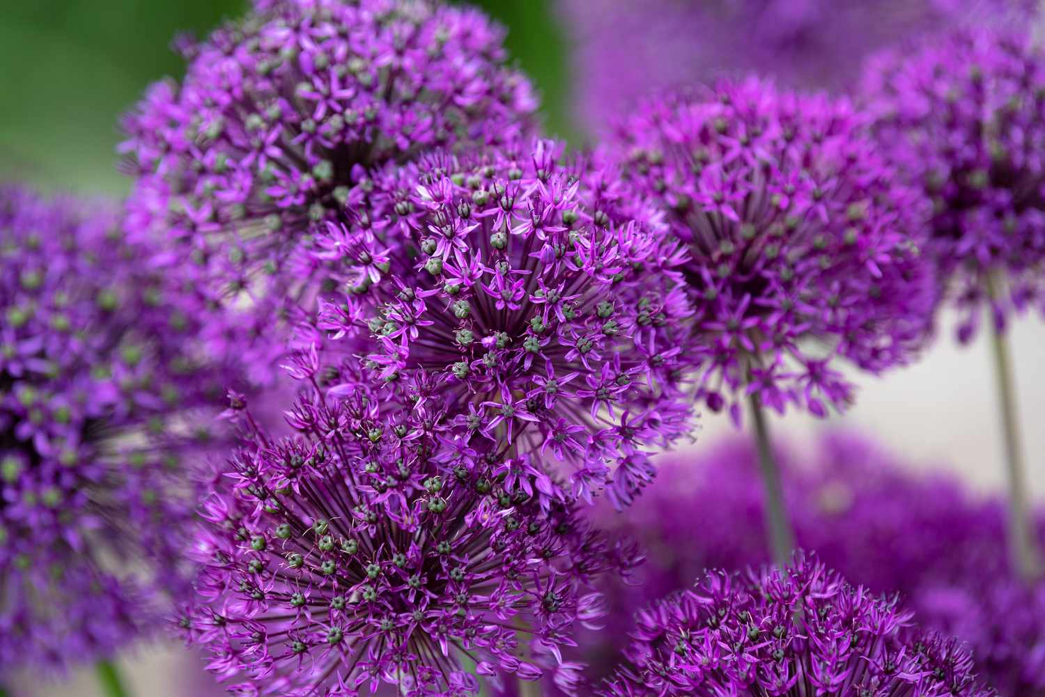 Riesenzwiebelstaude mit violetten sternförmigen Blüten und grünen Knospen in Nahaufnahme