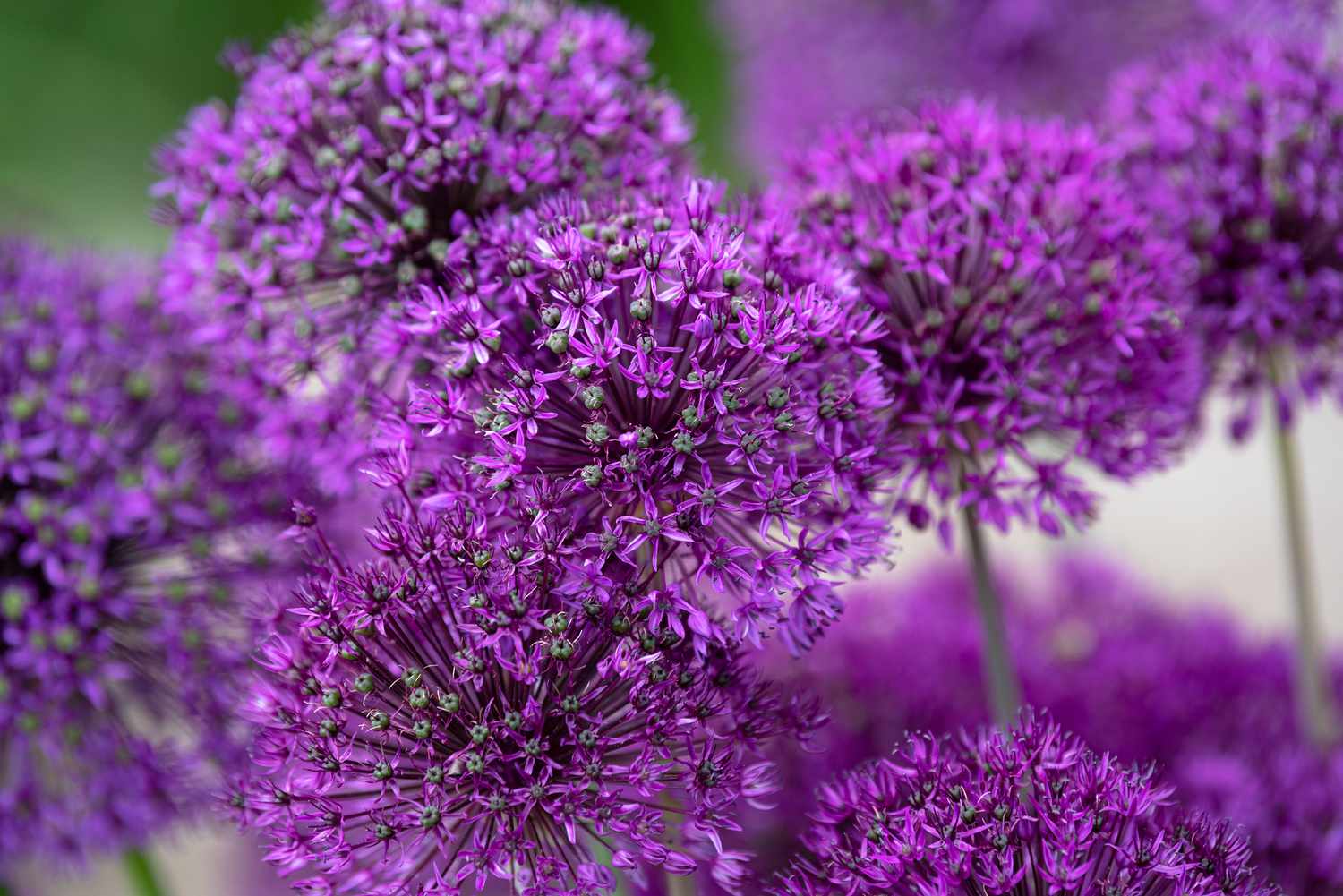 Oignon géant plante vivace avec des fleurs violettes en forme d'étoile et des bourgeons verts gros plan