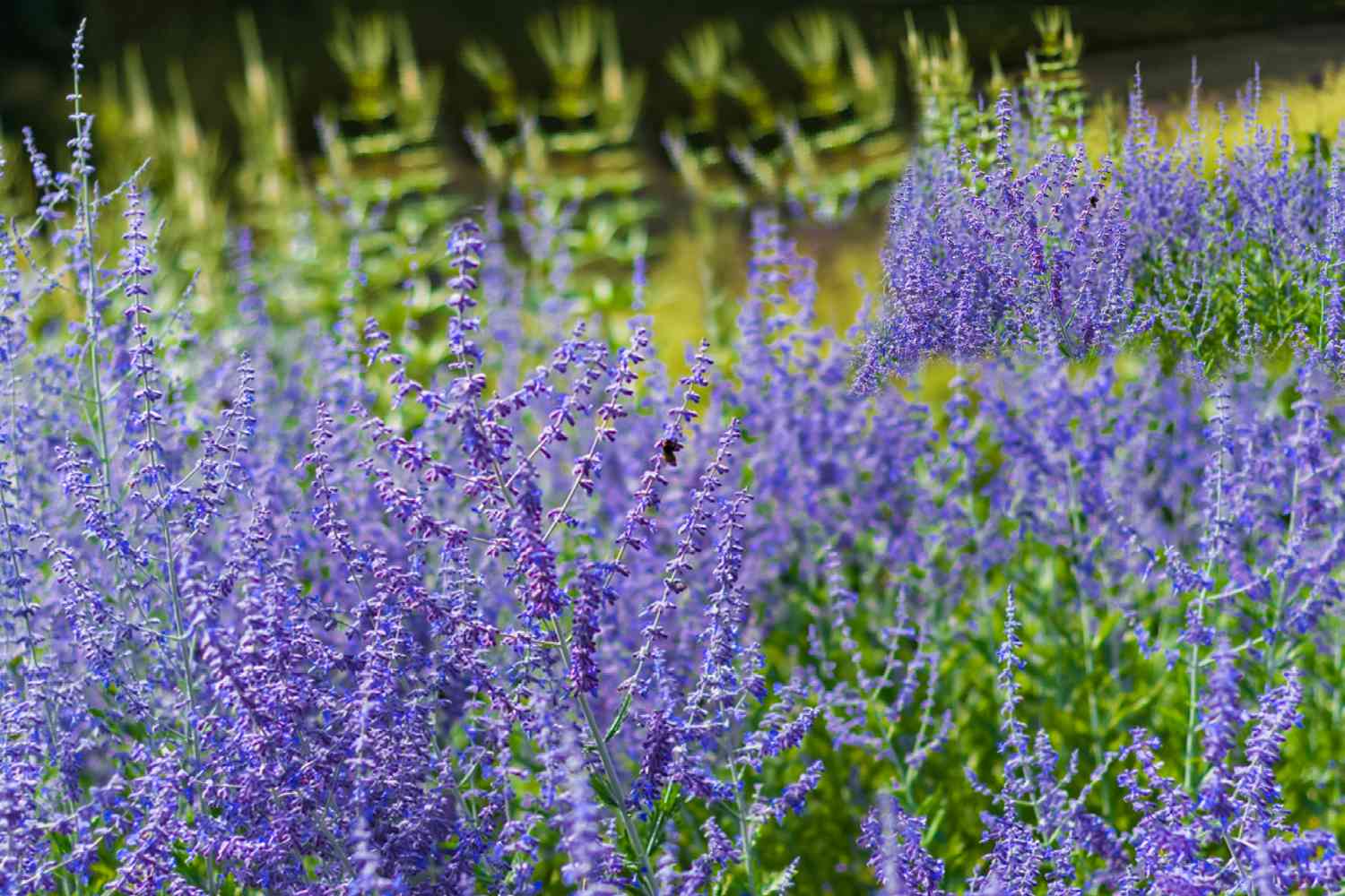 Salvia rusa