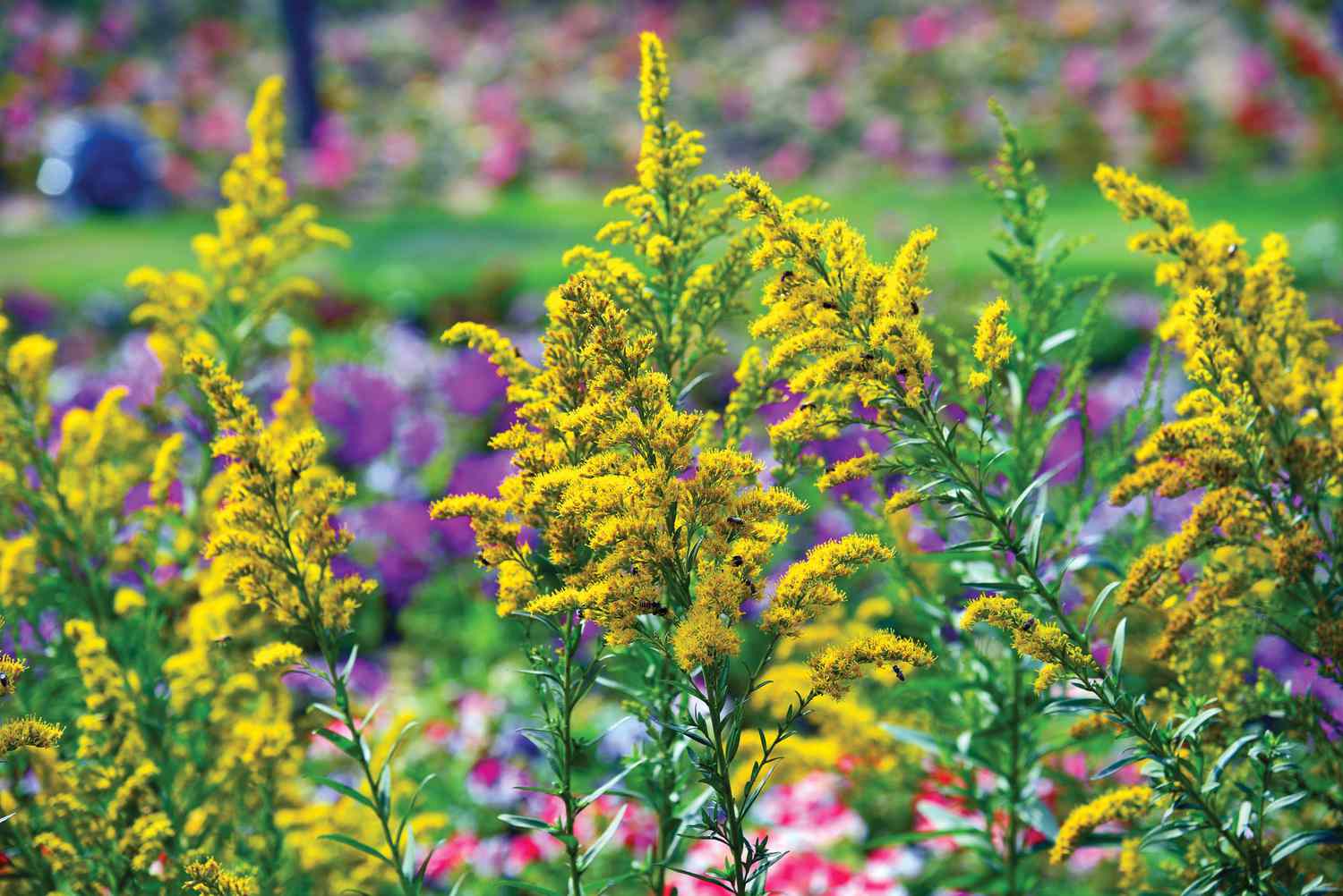 Flores de vara de oro (Solidago)