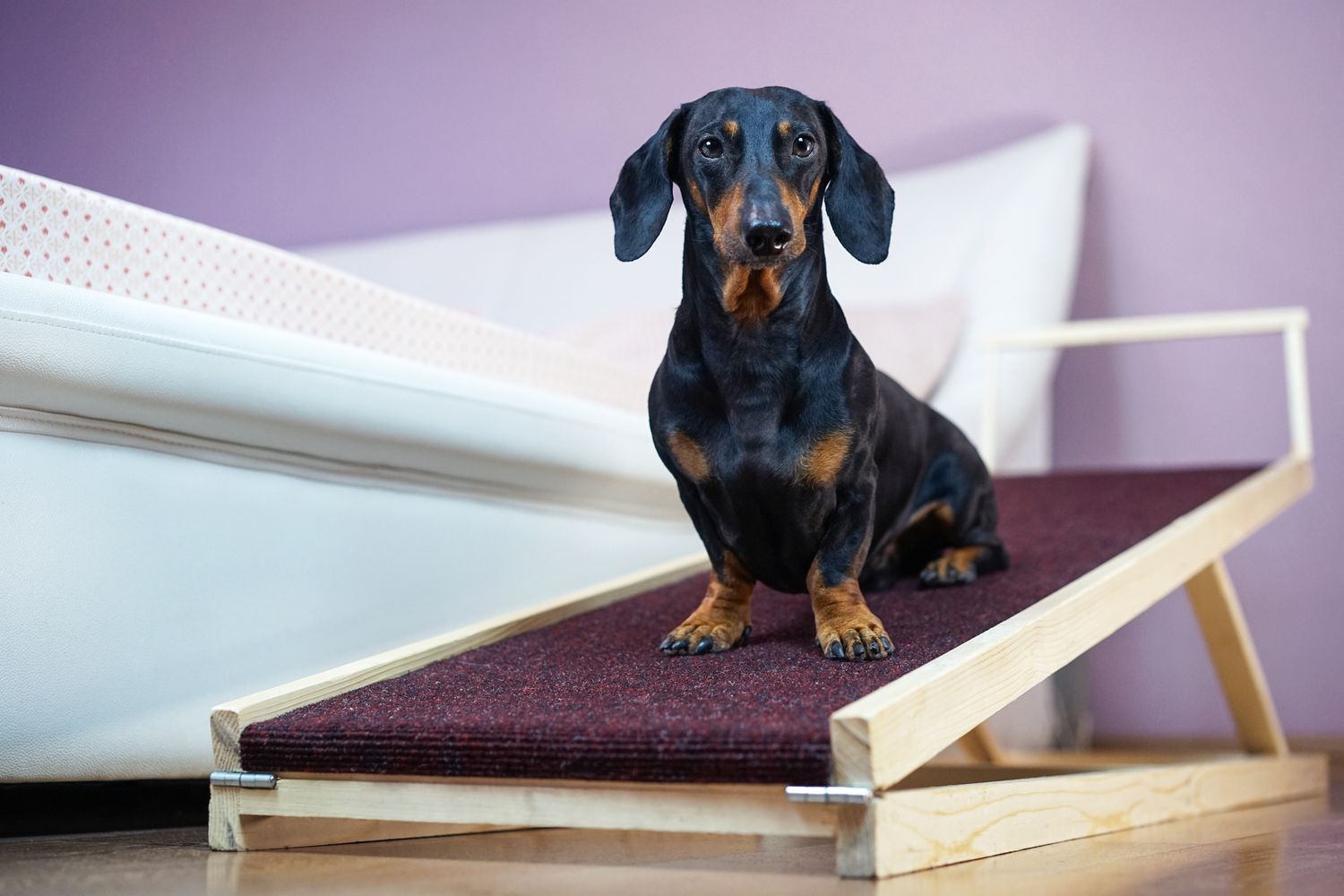 Perro en rampa de bricolaje para perros