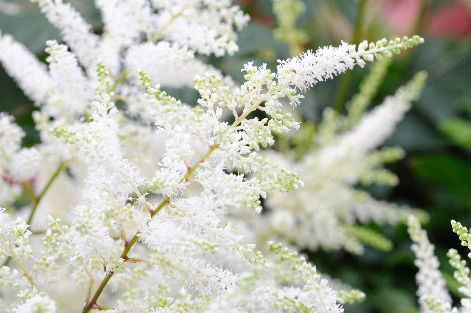 Weiße Astilbe