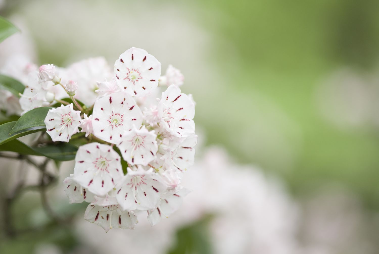 Mountain Laurel Bouquet