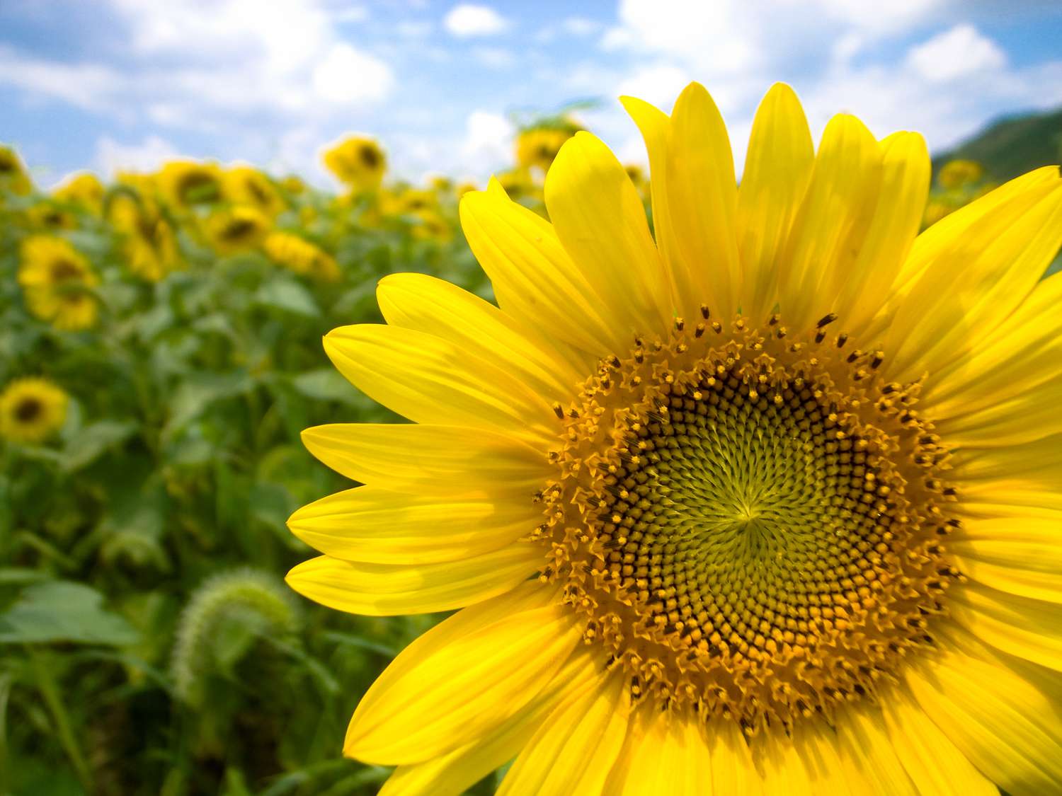 Sonnenblumen in voller Blüte