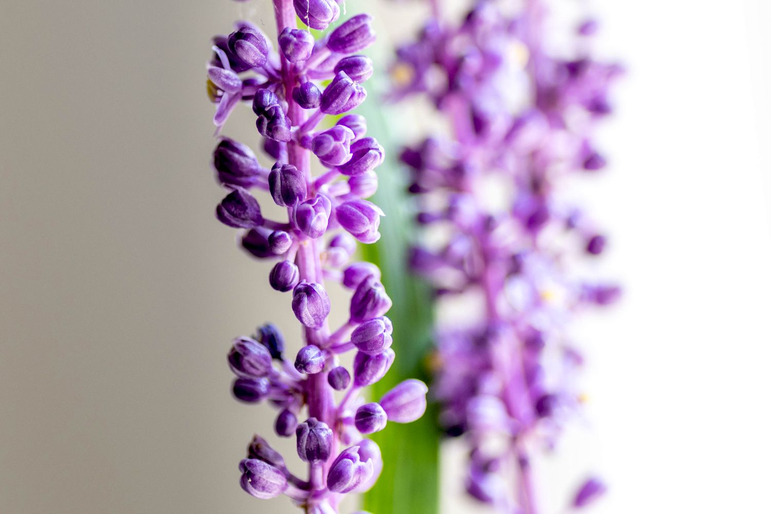 Lilytruf-Blütenstachel mit winzigen Lavendelknospen in Nahaufnahme