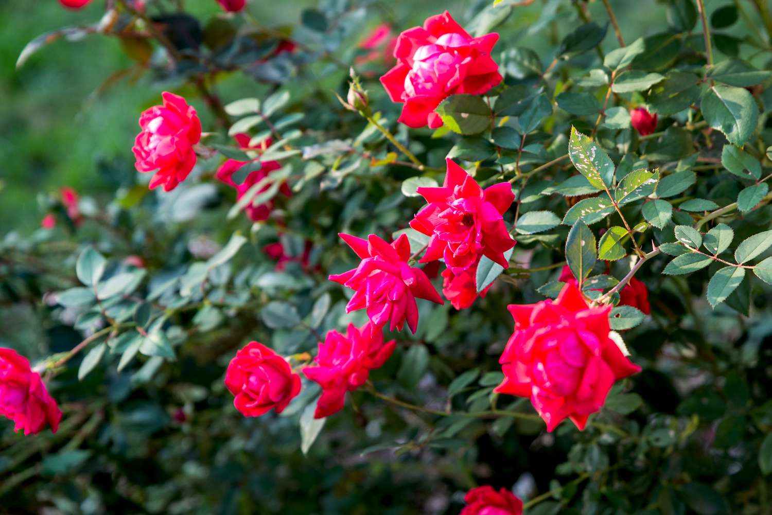 rosa Rosenstrauch