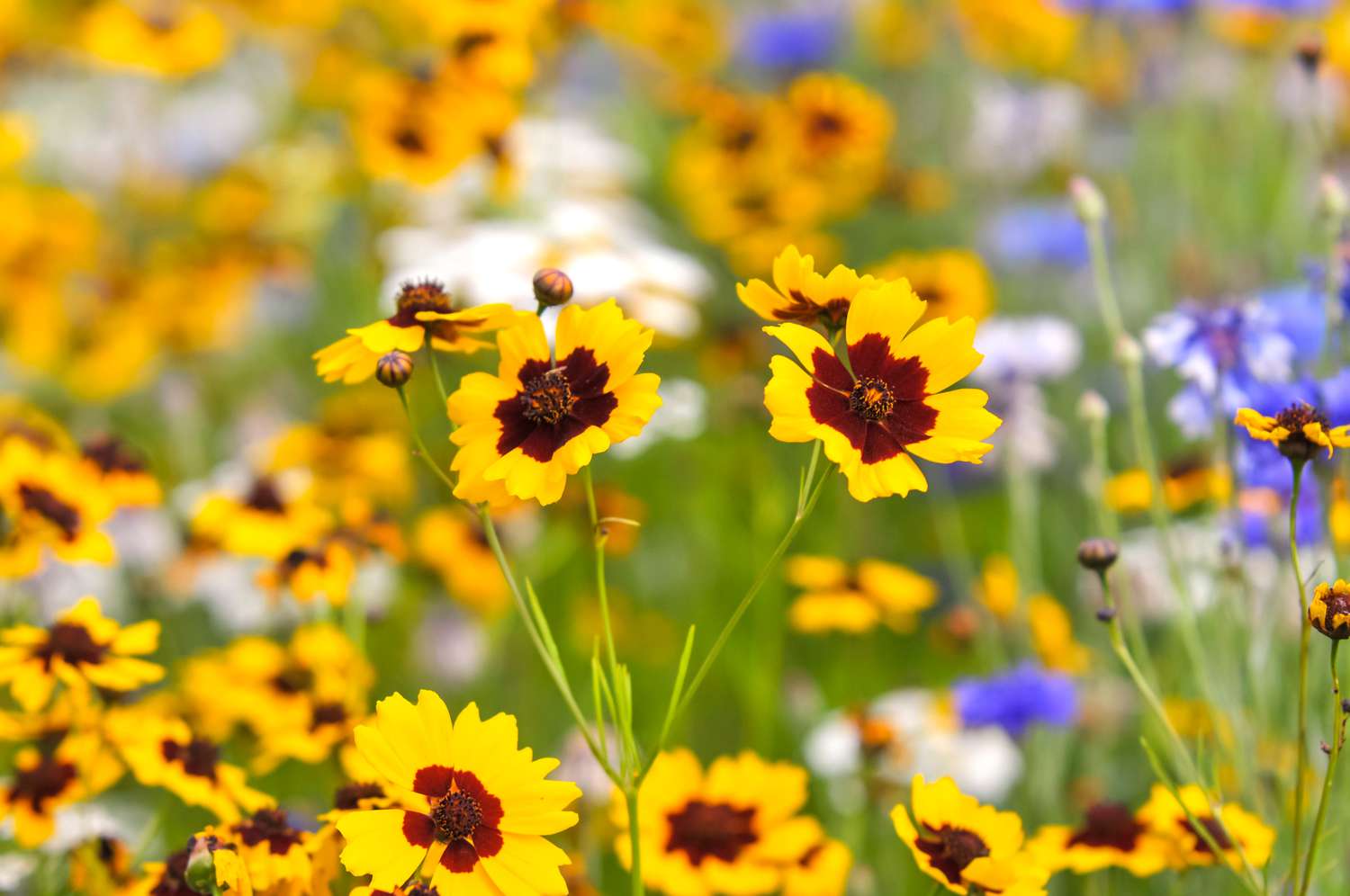 Coreopsis-Blüten mit gelben Blütenblättern und roter Mitte in der Mitte des Coreopsis-Gartens