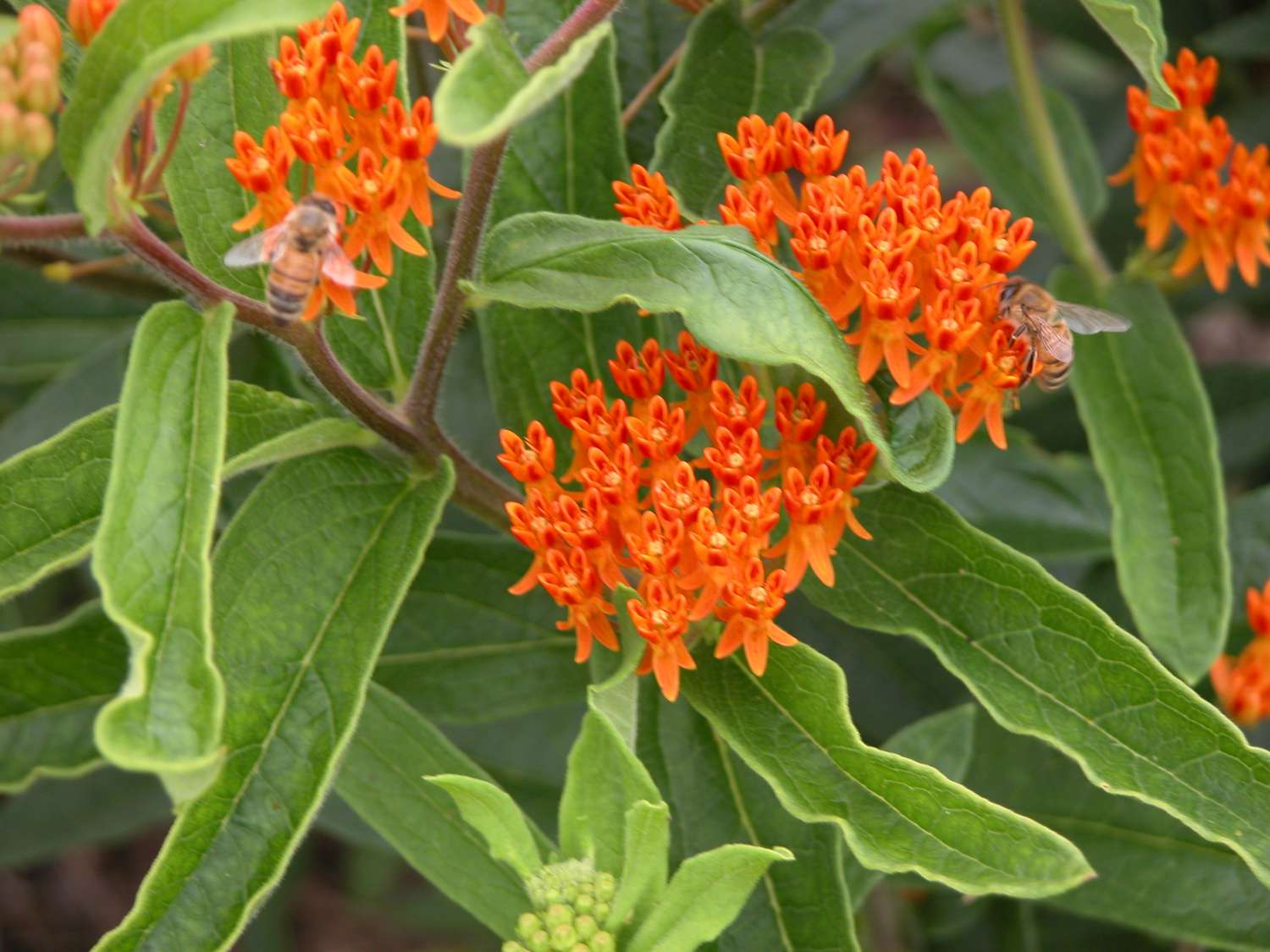 Schmetterlingsflieder (Asclepias tuberosa)