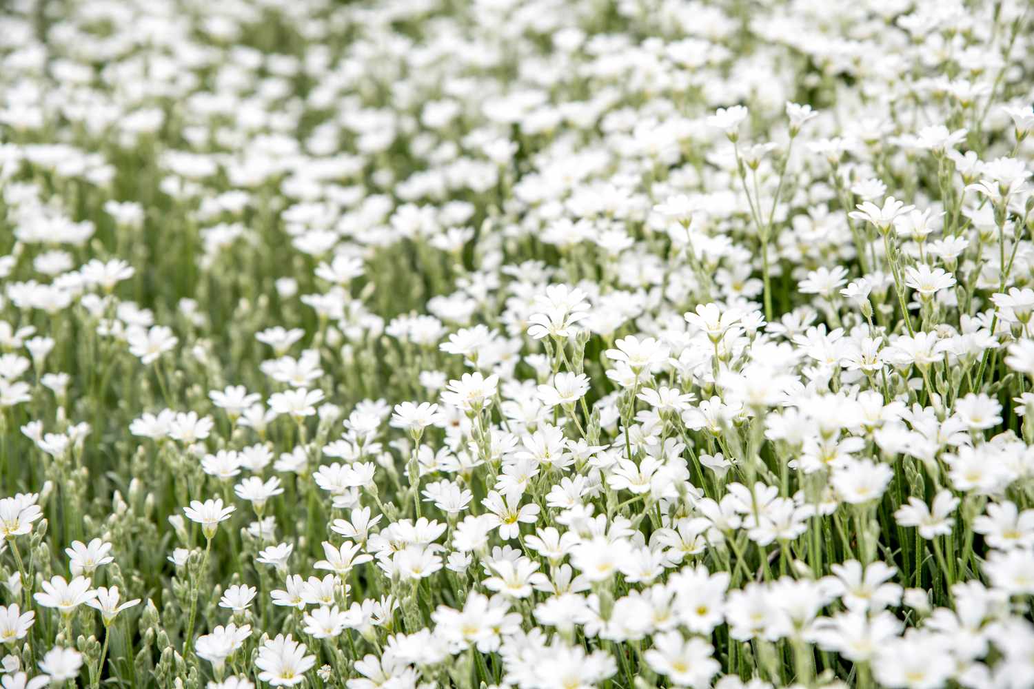 Kleine weiße Blüten auf dünnen Stielen für den Mondgarten