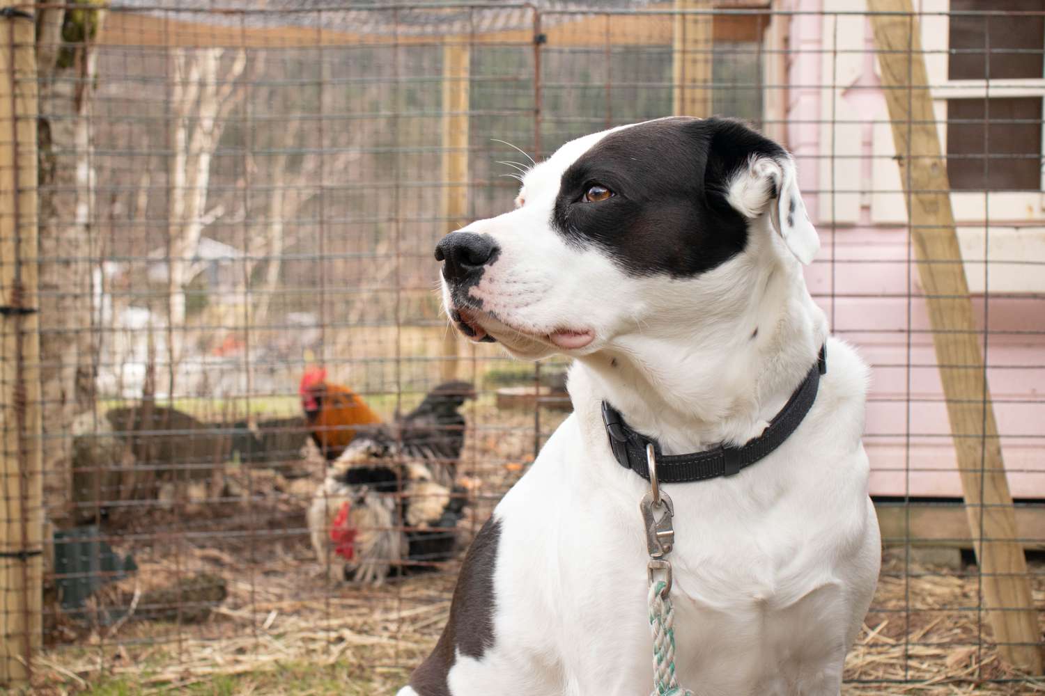 Chien noir et blanc assis devant le poulailler pour la protection