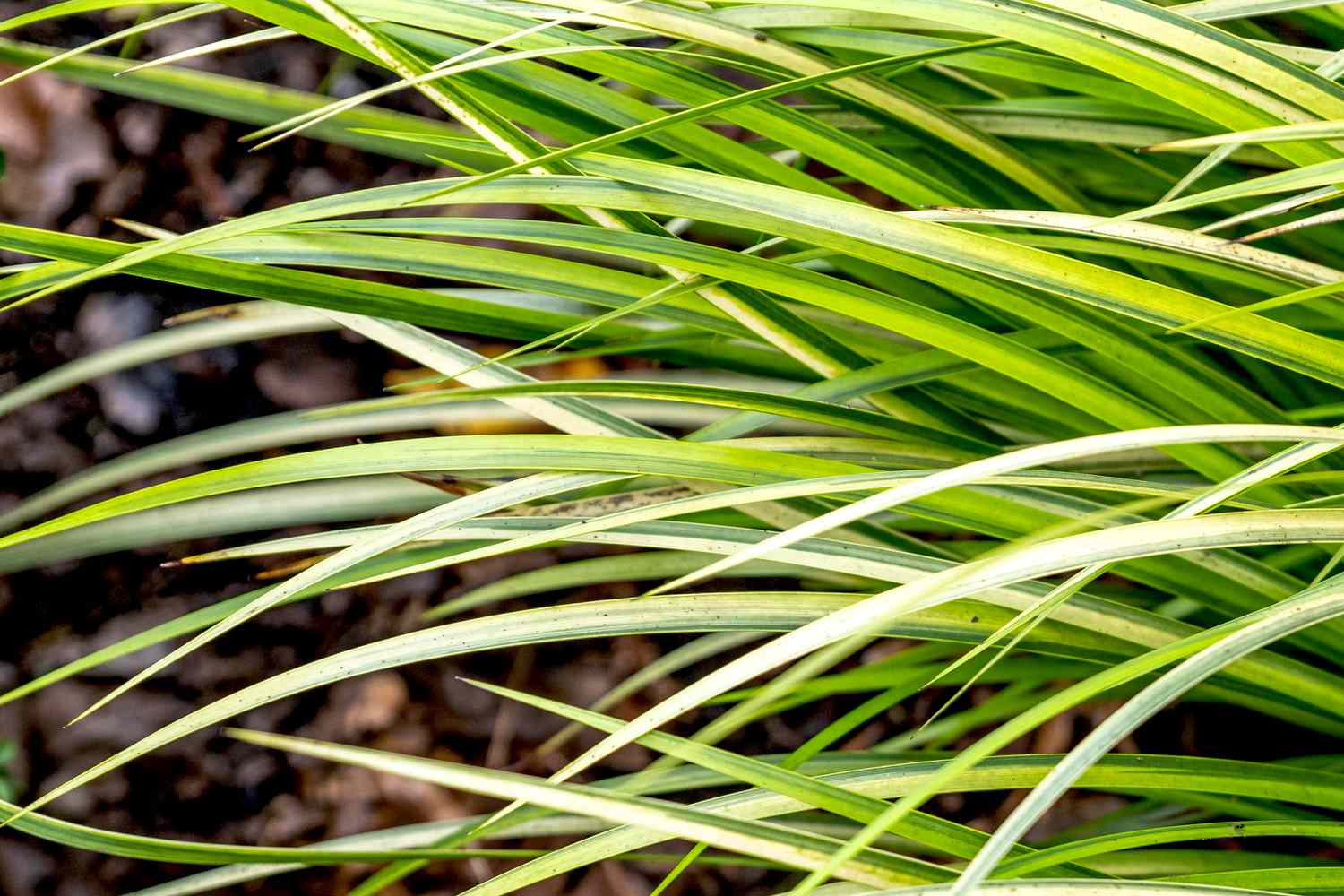 Acorus-Pflanze mit leuchtend grünen und gelbgrünen schwertartigen Blättern in Nahaufnahme
