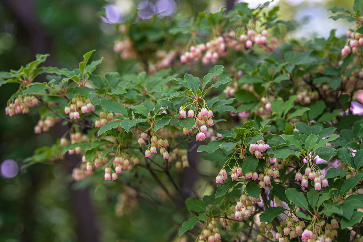 Red vein enkianthus shrub with small bell-shaped white flowers with pink tips hanging on branches