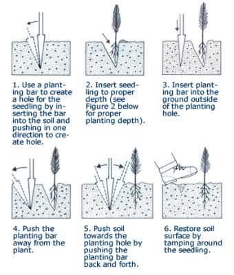 Diese Illustration zeigt 6 Schritte, die Sie unternehmen sollten, um Ihre wurzelnackten Baumsetzlinge richtig zu pflanzen