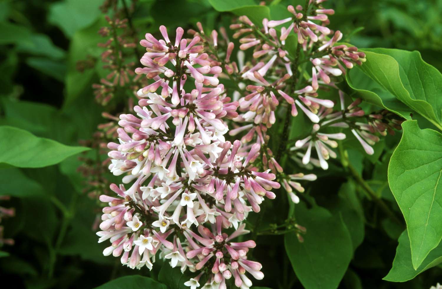 Die Miss Kim lila mit weißen und rosa Blüten