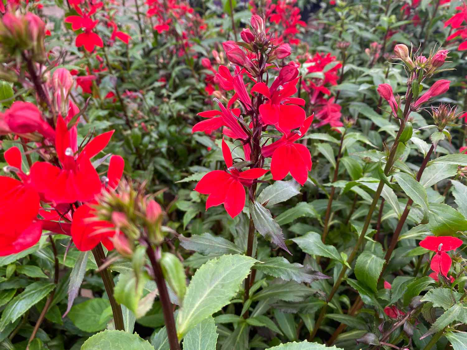 Nahaufnahme von Kardinalblumenblüten