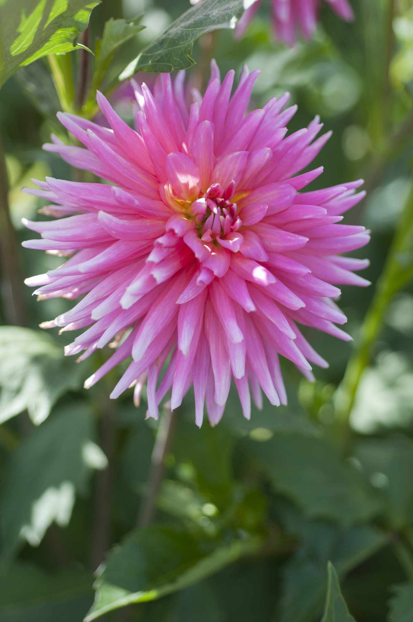 Dahlia Tutti Frutti