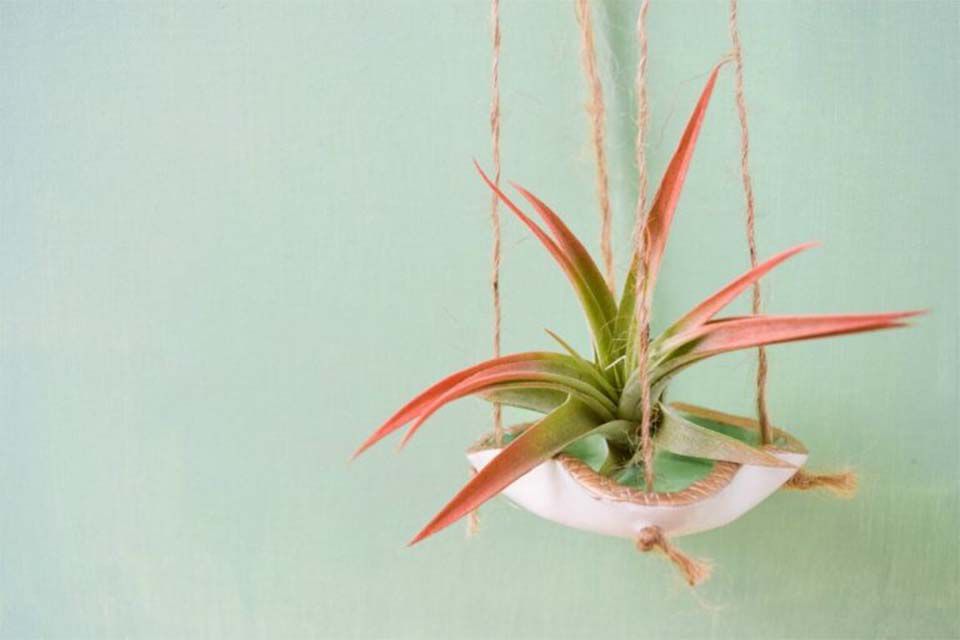 Ein hängender Luftpflanzenhalter mit einer Luftpflanze