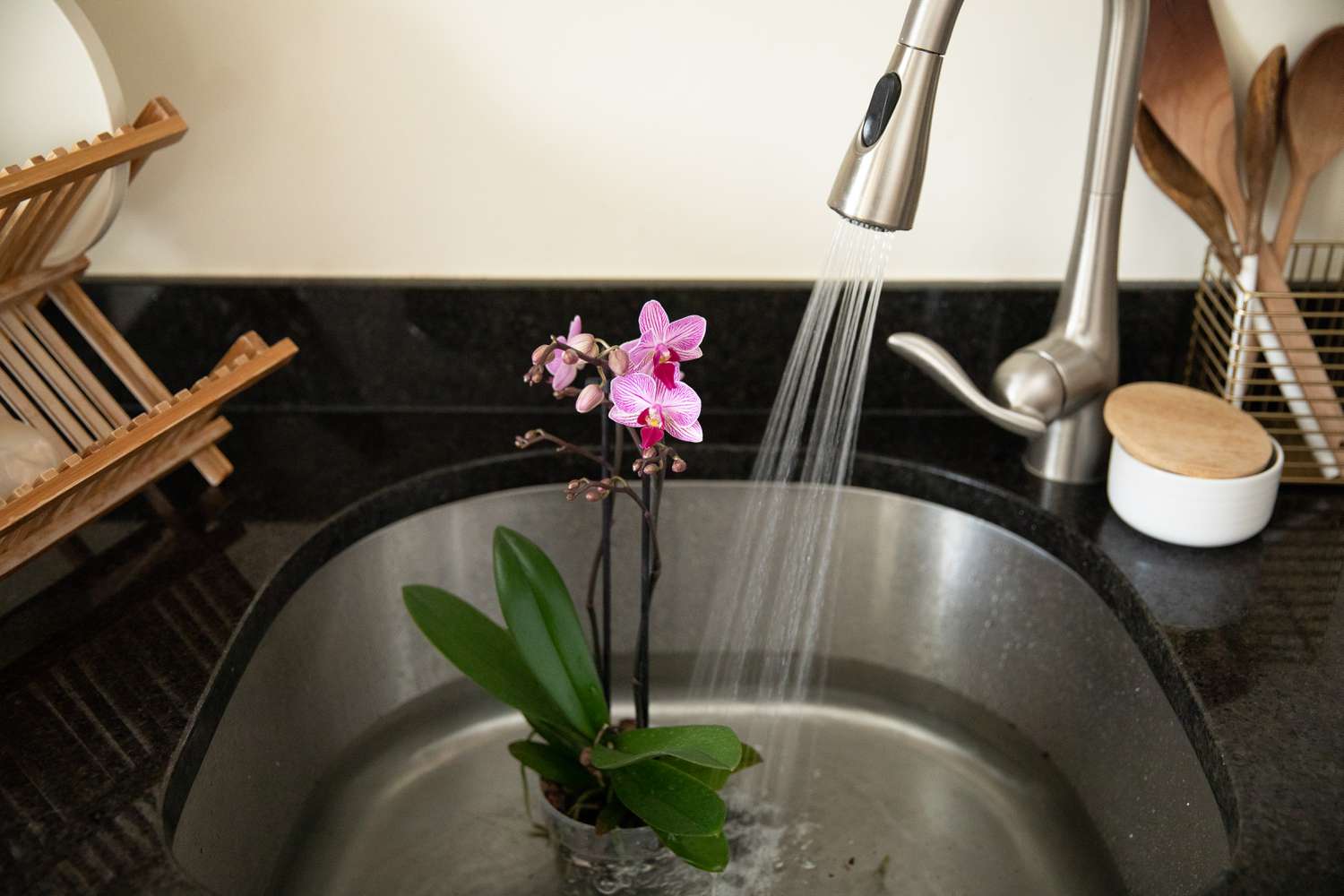 watering an orchid in the sink