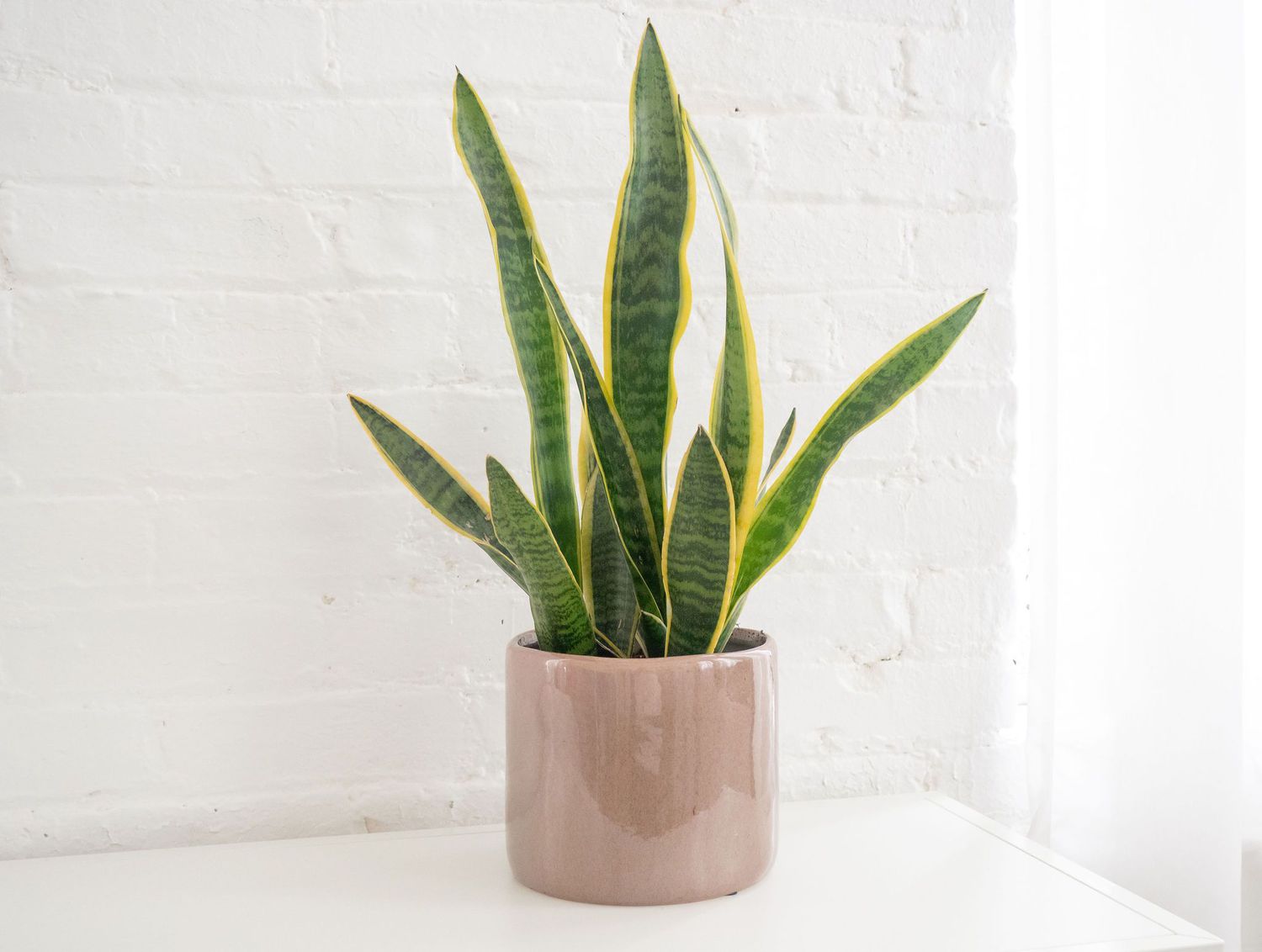 foto frontal de uma planta cobra em um vaso