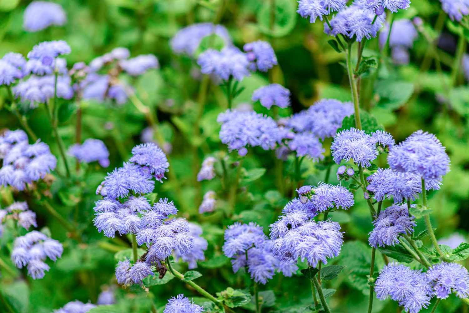 caryopteris Blumen