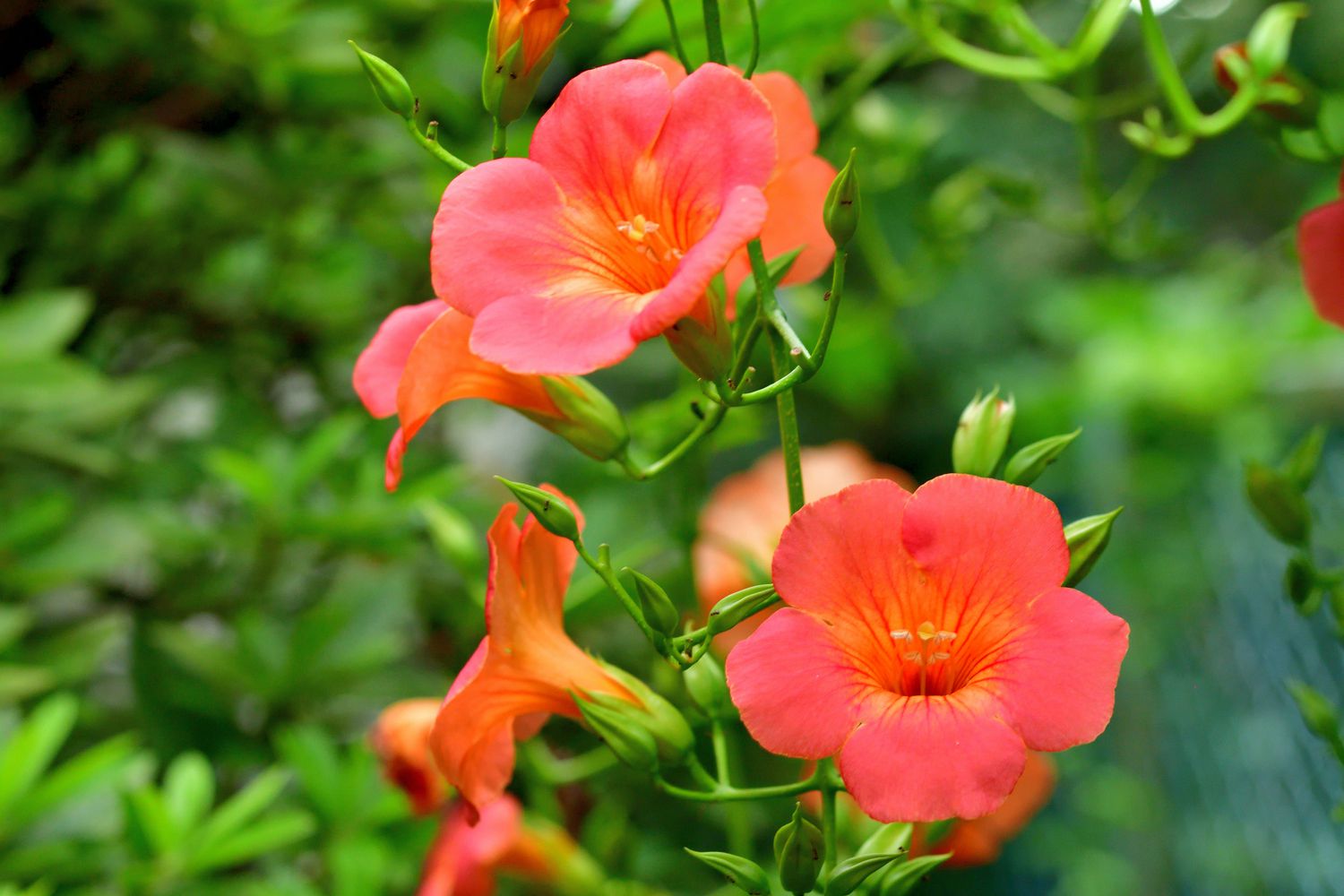 Campsis radicans / Trompetenkreuzkraut / Trompetenranke