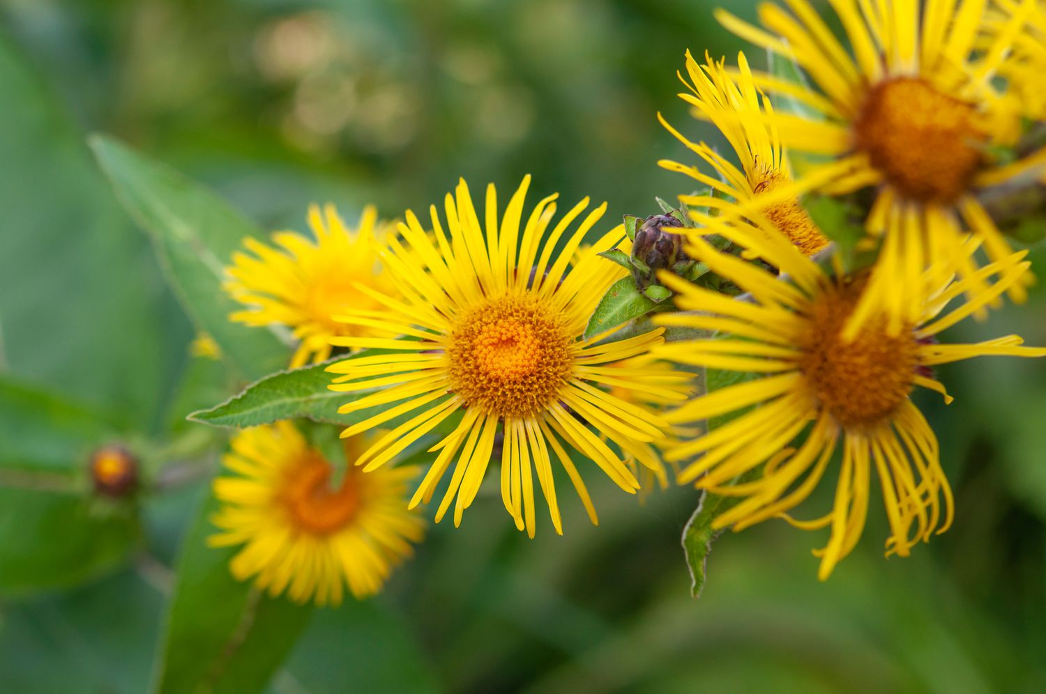 elecampane Blumen