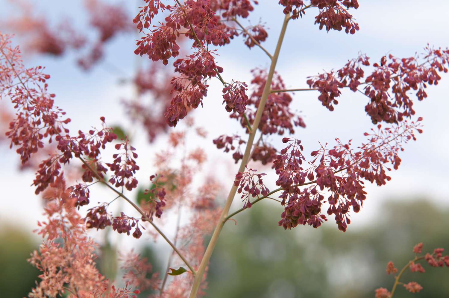Klatschmohnstängel in Nahaufnahme mit roten und hellrosa Blüten in Nahaufnahme